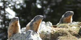 marmottes