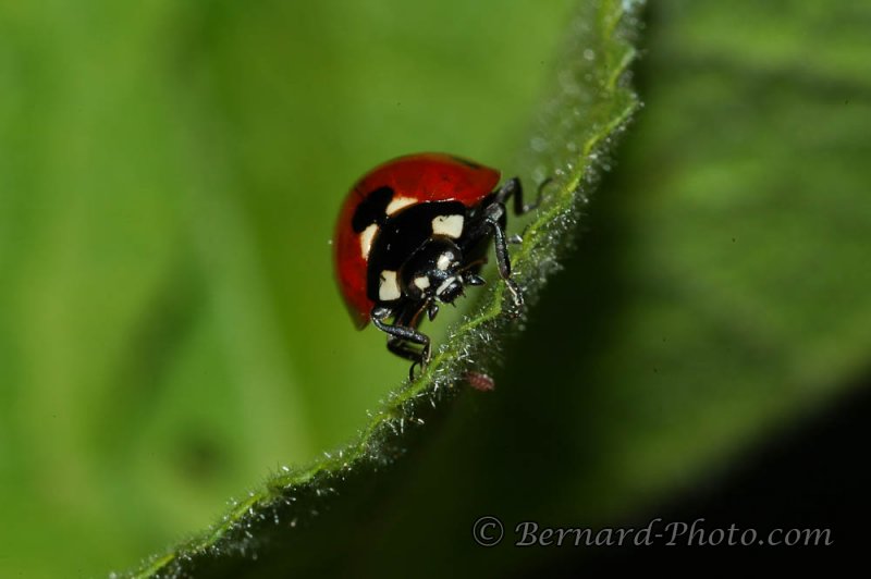 Photo d'insecte