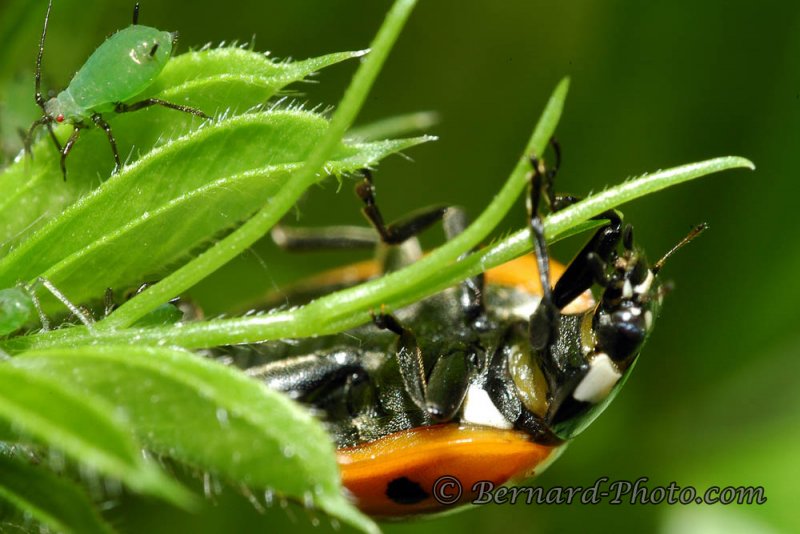 Photo d'insecte