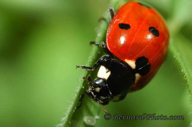Photo d'insecte