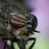 2005-07-02_Ferriere-045