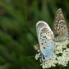 2005-07-21_Fenestre-013