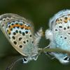 2005-07-21_Fenestre-018