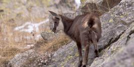 Chamois