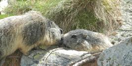 Marmottes