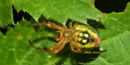 Araignées