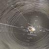 2005-07-02_Ferriere-114